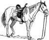 saddled_horse.jpg