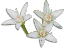 clipart-flowers25.gif 2.3K
