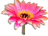 clipart-flowers8.gif 3.1K