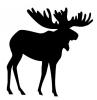 moose_antlers.jpg