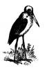 adjutant_crane.jpg