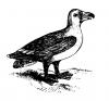 albatross.jpg