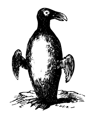 auk.jpg