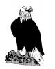 bald_eagle.jpg