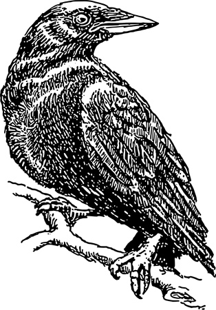 black_crow.jpg