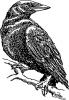 black_crow.jpg