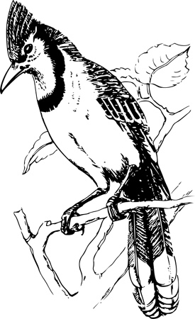 bluejay_bw.jpg