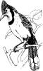 bluejay_bw.jpg