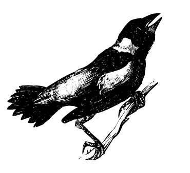 bobolink.jpg