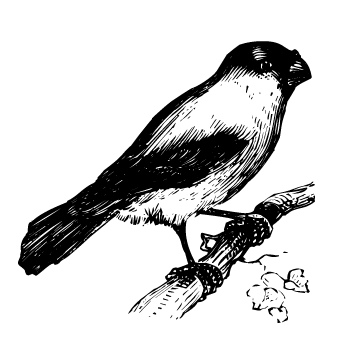 bull_finch.jpg