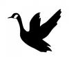 canada_goose.jpg