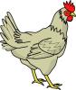 chicken.jpg