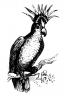 cockatoo.jpg