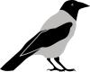 crow.jpg