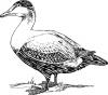 duck_drawing.jpg