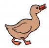 duck.jpg