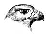 falcon.jpg