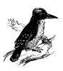 kingfisher.jpg
