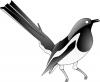 magpie_robin.jpg