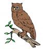 owl_branch.jpg