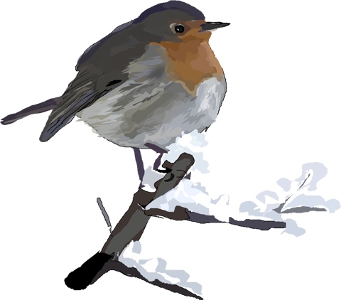 robin.jpg