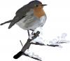 robin.jpg