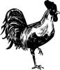 rooster.jpg