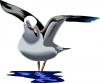 seagull.jpg