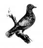 stock_dove.jpg