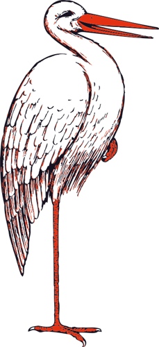 stork.jpg