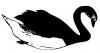 swan_bw.jpg