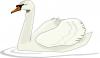 swimming_swan.jpg
