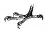 talons.jpg
