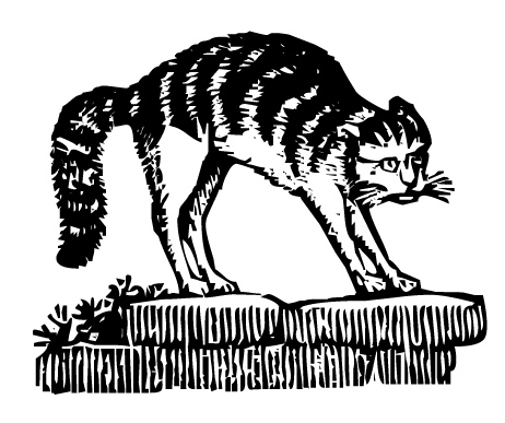 arched_back.jpg