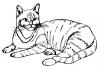 house_cat.jpg