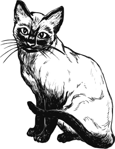 siamese_cat.jpg