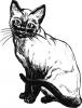 siamese_cat.jpg
