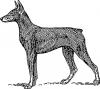 Doberman.jpg