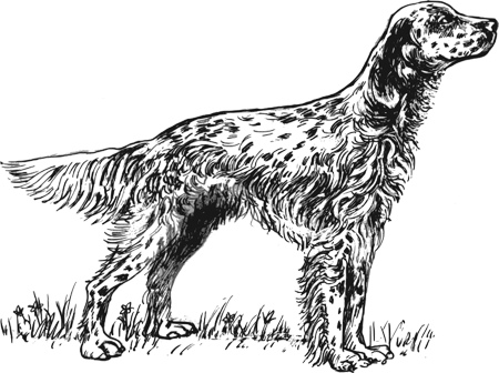 English_setter.jpg