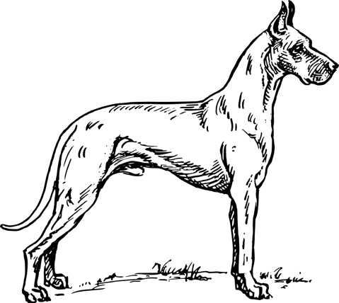 Great_Dane.jpg