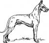 Great_Dane.jpg