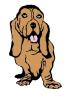 basset_hound.jpg