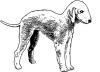 bedlington_terrier.jpg