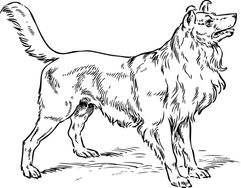 border_collie.jpg