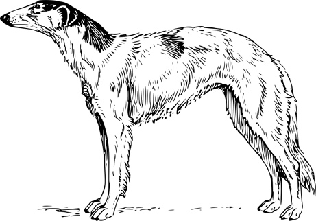 borzoi.jpg