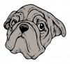british_bulldog.jpg