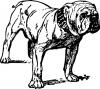 bulldog.jpg