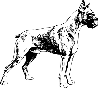 bw_boxer.jpg