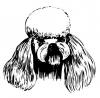 bw_poodle.jpg