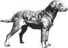 chesapeake_bay_retriever.jpg